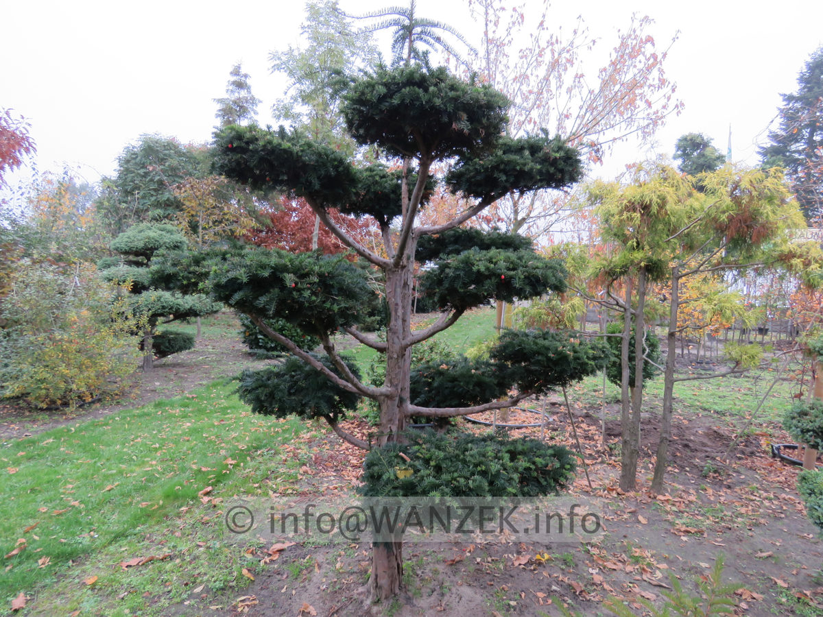 Taxus baccata Dovastoniana Bonsai 02.JPG